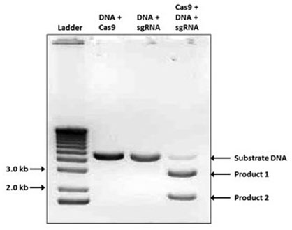 NLS-Cas9-NLS NLS-Cas9-NLS