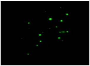 NLS-dCas9-GFP-NLS NLS-dCas9-GFP-NLS