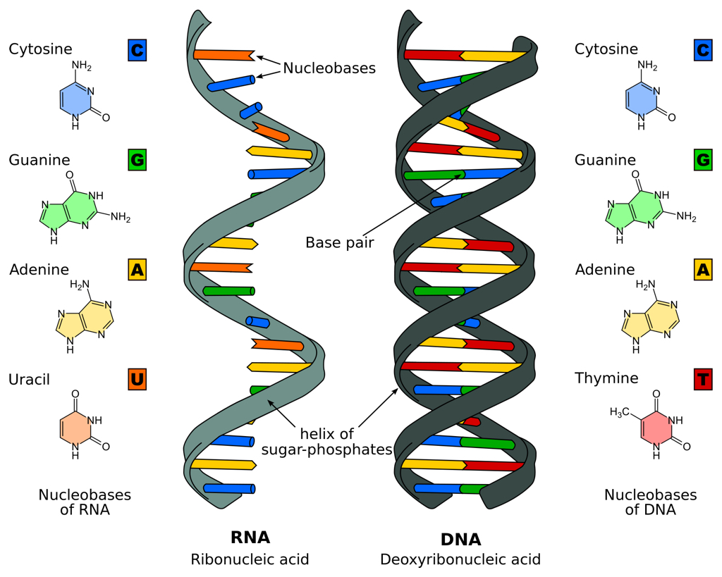 Base pairs in RNA and DNA (illustration CC BY-SA 3.0 Sponk)