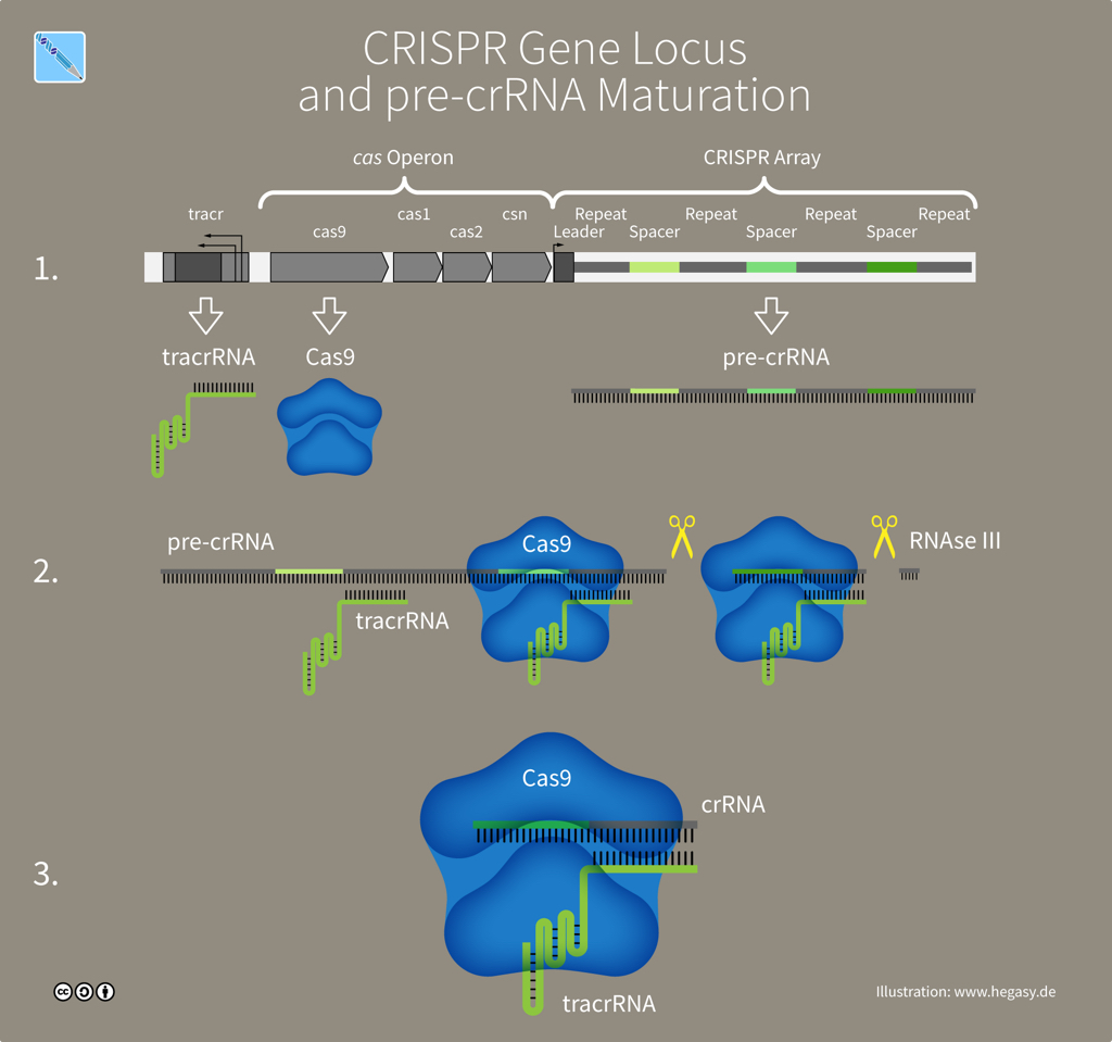 The CRISPR-Cas9 locus (illustration CC BY-SA 4.0 Guido Hegasy)