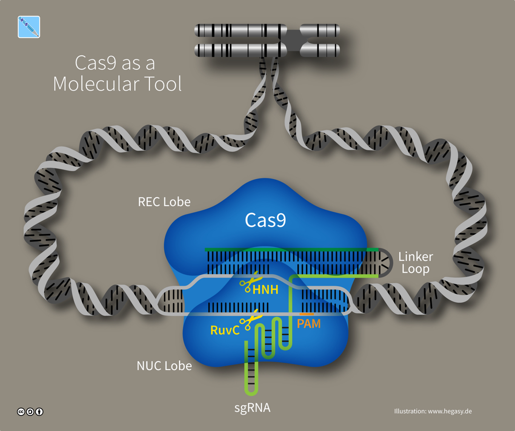 Cas9 tool and sgRNA (illustration CC BY-SA 4.0 Guido Hegasy)