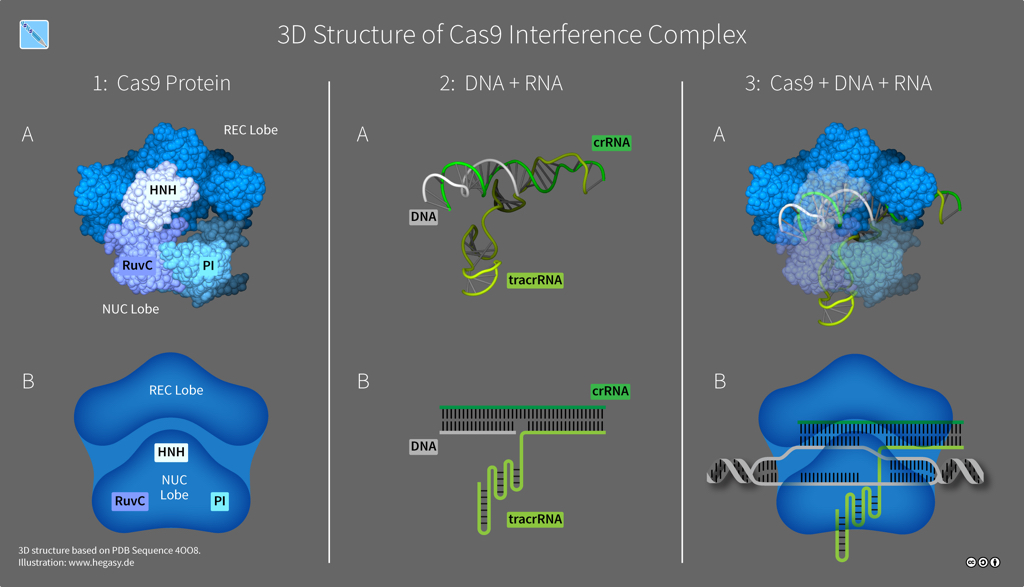 Structure of Cas9 (illustration CC BY-SA 4.0 Guido Hegasy)