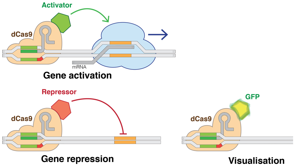 dCas9 applications (illustration CC BY-SA 4.0 Marius Walter)