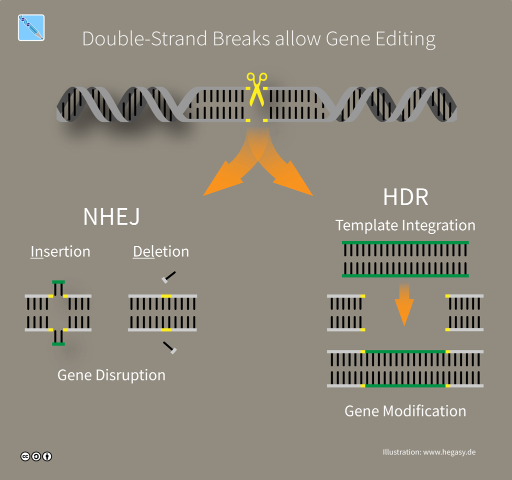 CRISPR editing via DNA repair (illustration CC BY-SA 4.0 Guido Hegasy)