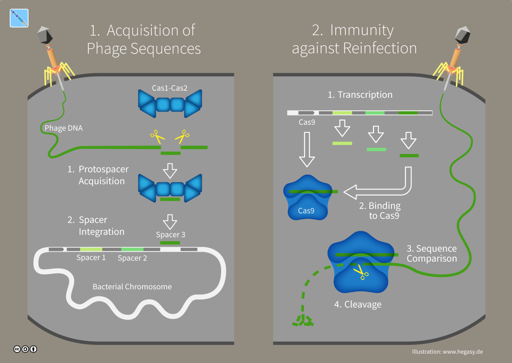 CRISPR-Cas immunity in bacteria (illustration CC BY-SA 4.0 Guido Hegasy)