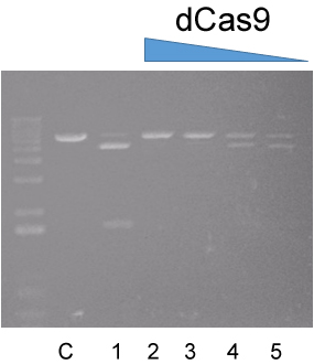 dCas9 target DNA binding activity assay dCas9 target DNA binding activity assay
