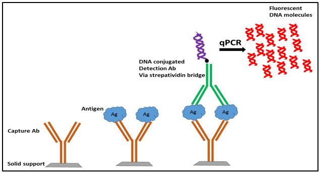 Schematic of iPCR technique