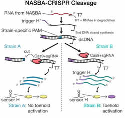 Rapid, Low-Cost Detection of Zika Virus Using Programmable Biomolecular Components NASBA-CRISPR Cleavage